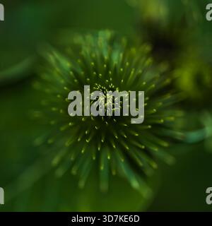 Foto macro astratta del centro del fiore verde con effetto di sfocatura radiale che crea un pattern dinamico Foto Stock