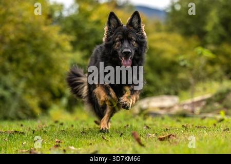 Il vecchio pastore tedesco Longhaired corre verso la macchina fotografica attraverso il campo verde, energico ritratto all'aperto in natura. Foto Stock