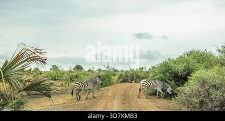 Tre Zebra che attraversano la strada in una giornata umida nel Parco Nazionale di Mahango, Namibia. Foto Stock