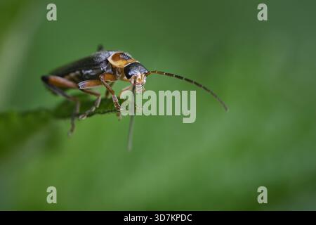 Barbabietola morbida comune (Cantharis fusca ). Foto Stock