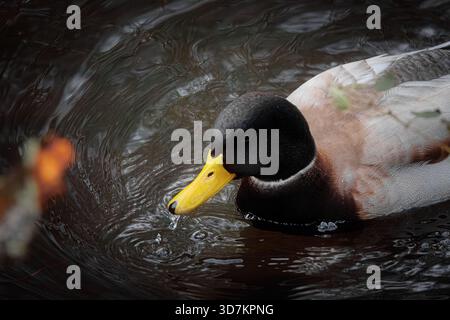 Primo piano di un'anatra maschile che nuota in acque scure e spettacolari con increspature. Fotografia naturalistica di basso profilo con un'atmosfera malinconica. Foto Stock