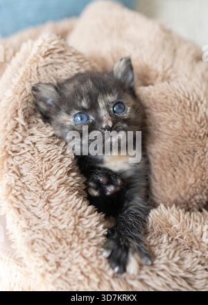 simpatico gattino marrone di un mese, avvolto in una morbida coperta. Divertiti e prenditi cura del tuo amato animale domestico. Un'infanzia confortevole per i gatti. Foto Stock
