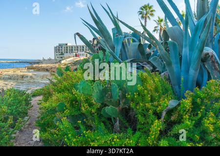 Scena costiera a Malta con agave, fichi d'India e arbusti a fiore giallo, palme Foto Stock