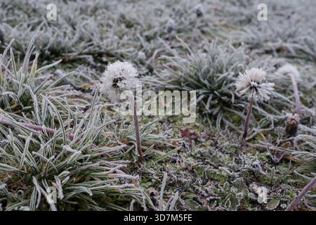 Testa di dente di leone ricoperta di gelo e prato ghiacciato nel paesaggio dell'inizio dell'inverno, primo piano di piante congelate e delicati cristalli di ghiaccio Foto Stock