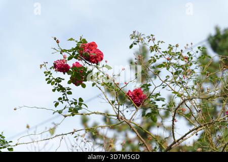 Red Roses Blooming su Garden Bush Foto Stock