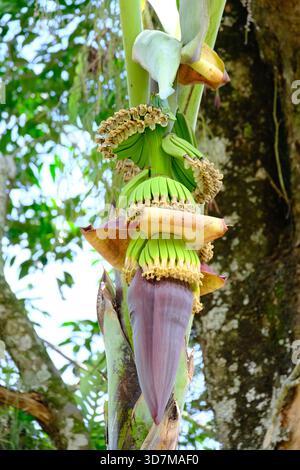 Pianta di banane con frutta e fiore in via di sviluppo, che mostra diverse fasi di crescita naturale in un ambiente tropicale. Foto Stock