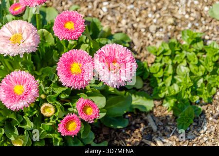 Gruppo di fiori di margherita inglesi rosa e bianca che fioriscono a terra Foto Stock