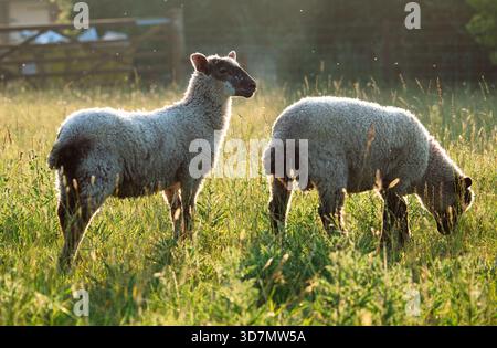 Pecore che pascolano nella calda luce della sera Foto Stock