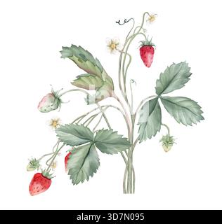 Composizione con rami di fragola selvatica e fiore bianco . Illustrazione ad acquerello disegnata a mano di foglie verdi di fragole del bosco e rosso selvatico Foto Stock