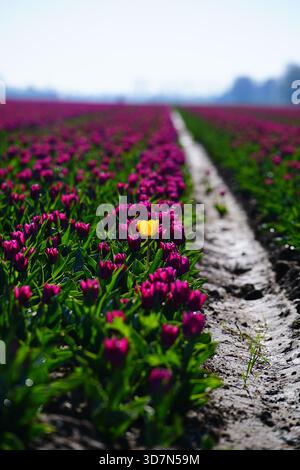 Un singolo tulipano giallo si distingue in un campo di tulipani viola Foto Stock