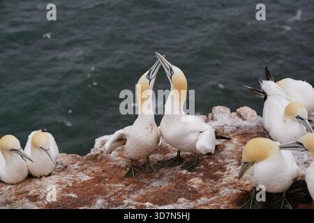 Gannetti settentrionali che interagiscono su una scogliera rocciosa vicino al mare Foto Stock
