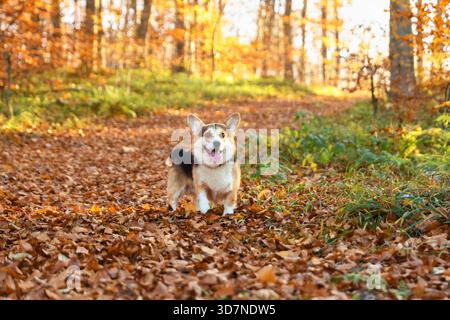 Carino cane corgi gallese a piedi nella foresta autunnale Foto Stock