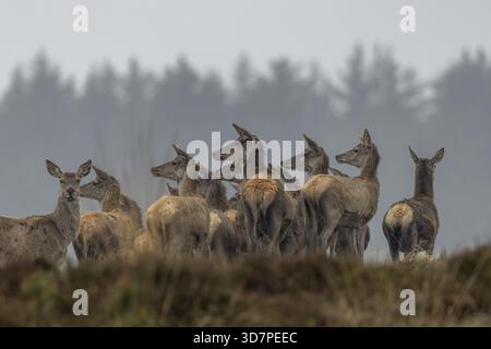 Strenuamente e visibilmente curioso, il cervo drudel (Cervus elaphus) osserva un lupo (Canis lupus) che corre davanti a loro a circa 100 m di distanza, cacciando, attaccando i lupi Foto Stock