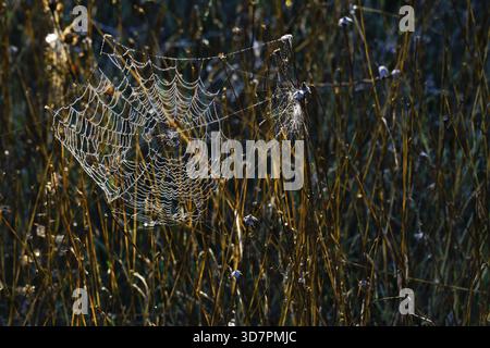 Ronda, malaga, spagna, intricata ragnatela coperta di gocce di rugiada mattutina, brillando alla luce del sole su uno sfondo di erba secca autunnale Foto Stock