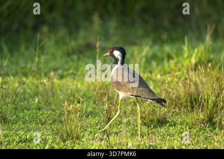 Un uccello di canna con il ventre rosso (Vanellus indicus) in erba verde illuminato dalla luce del mattino - Gazipur, Dacca Foto Stock