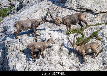 Capricorno (Capra ibex) nella parete rocciosa, maschio, Alpstein, Appenzell, Svizzera Foto Stock