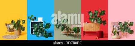 Collage di piante verdi di Monstera con mobili su sfondo colorato Foto Stock