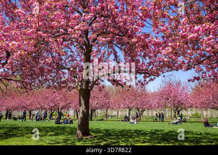 Alberi di ciliegio in fiore al giardino botanico di Brooklyn, New York. Foto Stock