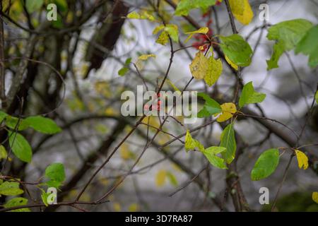 Primo piano di rami d'albero con foglie autunnali verdi e gialle e ammassi di piccoli bacche rosse. Lo sfondo è di colore grigio sfocato e. Foto Stock