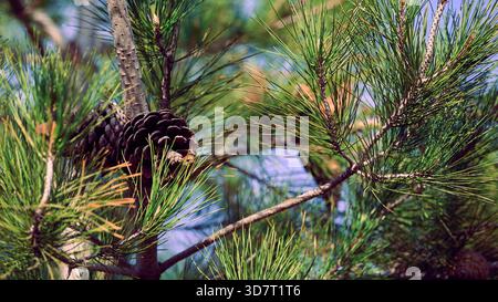 Un cono di pino poggia su un ramo circondato da aghi verdi. Foto Stock