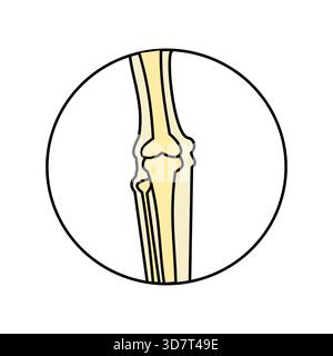 osso del ginocchio radiologia radiologia icona medica colore minimalista. Illustrazione Vettoriale