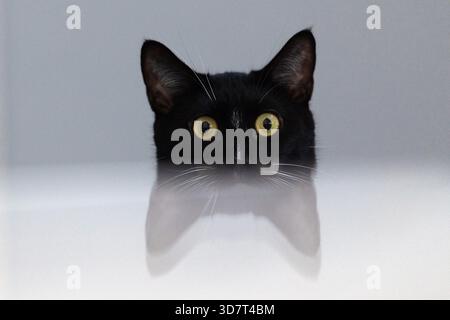 Gatto nero che sbircia su una superficie riflettente con un'espressione curiosa Foto Stock