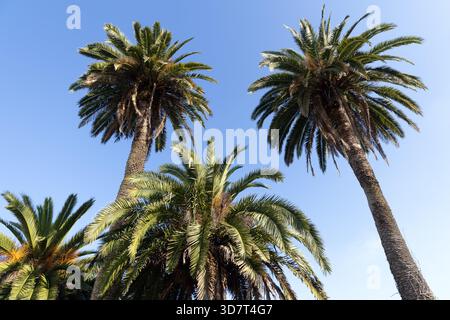 Alte palme sotto il cielo azzurro nel Golden Gate Park Foto Stock