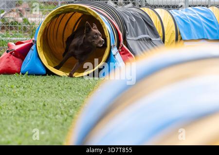 Un labrador retriever di cioccolato emerge da un colorato tunnel di agilità durante una sessione di allenamento sull'erba verde. Foto Stock