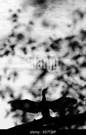 Cormorano Foto Stock