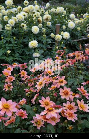 Dahlias, fioritura tardiva nel Kent a ottobre Foto Stock