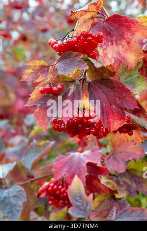 Rosa di Guelder (Viburnum opulus), noto anche come cespuglio cranico europeo Foto Stock