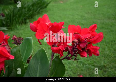 Red Indian Shot Flower - vivace Canna Bloom Foto Stock