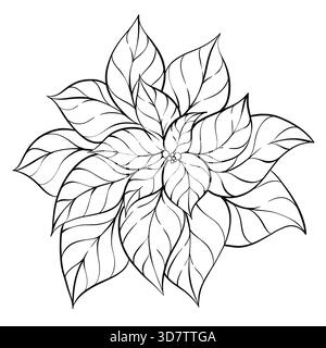 Illustrazione dei fiori bianchi e neri di Poinsettia natalizia. Elegante linea Botanica per stampe natalizie, pagine da colorare, biglietti d'auguri Illustrazione Vettoriale