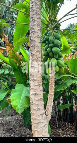 Tronco e papaya nelle Isole Canarie Foto Stock