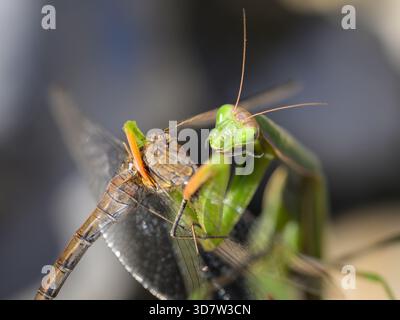 Una mancia di preghiera mangia una libellula mentre si siede su una pietra alla luce del sole Foto Stock