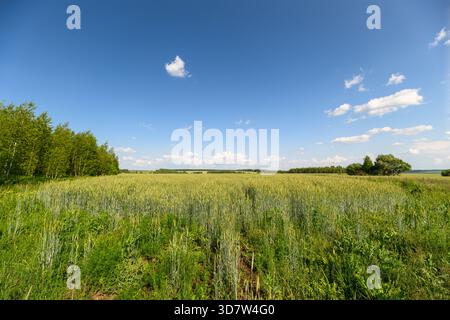 Una vista panoramica mozzafiato mette in mostra un vibrante campo verde sotto un cielo blu limpido, ideale per temi naturali Foto Stock