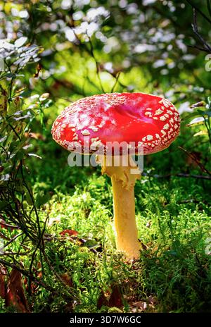 Funghi con tappo rosso e macchie bianche si staglia in un lussureggiante sottobosco verde di alberi muschiati. Anncey, Francia Foto Stock