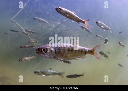 Pesci che nuotano sott'acqua con rami visibili sullo sfondo. Coho Salmon parr e Juvenile Coastal Cutthroat Trout, Alaska, USA Foto Stock