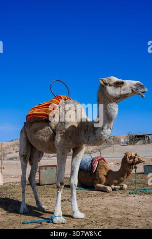 Un cammello con una sella colorata si erge in un deserto soleggiato sotto un cielo azzurro. Deserto di Agafay, Marrakech-Safi, Marocco Foto Stock