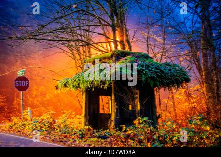 Una piccola capanna abbandonata con un tetto coperto di muschio accanto a un segnale di stop in una foresta vivace. Bainbridge Island, Washington, Stati Uniti Foto Stock