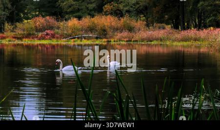 Aggraziati cigni su un lago calmo in un paesaggio naturale panoramico Foto Stock