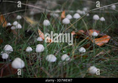 Un gruppo di piccoli funghi bianchi che crescono su Forest Floor Foto Stock