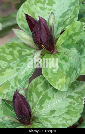American Wood Lily, Red Trillium sessile Foto Stock