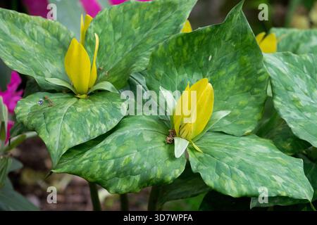 American Wood Lily Flowers Trillium luteum Foto Stock