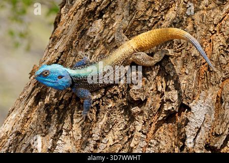 Un colorato albero del sud maschile agama (Acanthocercus atricollis) in un albero, il Parco Nazionale di Kruger, Sud Africa Foto Stock