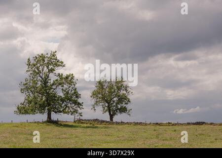 Due alberi solitari sorgono su una collina ventilata nel Peak District, adagiati contro un cielo spettacolare pieno di nuvole e campi erbosi aperti. Foto Stock