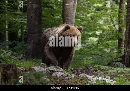 Orso Bruno europeo ( Ursus arctos arctos ) nel suo ambiente in estate, immerso nel suo ambiente naturale, nell'habitat delle alpi europee Foto Stock