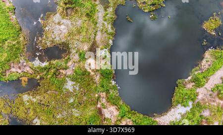 Vista di uno stagno con molte piante e acqua. L'acqua è torbida e le piante sono verdi Foto Stock