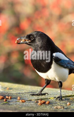 Magpie, magpie eurasiatiche, con becco pieno di arachidi. Comportamento degli uccelli. Cibo per uccelli. Inghilterra. Autunno. Foto Stock