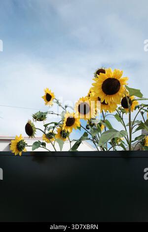 Girasoli gialli sbirciano da dietro una recinzione contro il cielo. Foto Stock